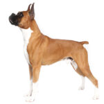 Boxer-dog