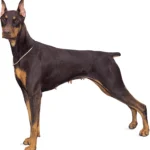 Doberman-pinscher
