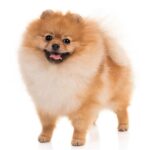 toy-Pomeranian