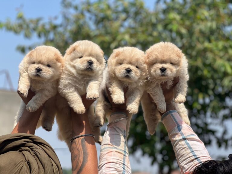 chow-chow-puppies