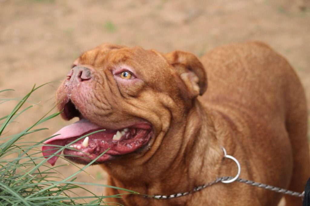 french-mastiff-dog