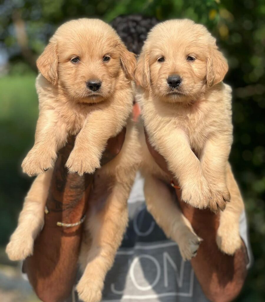 2-golden-retriever
