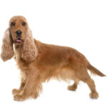cocker_spaniel_