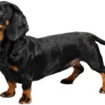 dachshund-dog-breed - Copy