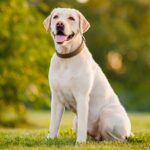 labrador-retriever
