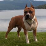 pitbull-terrier